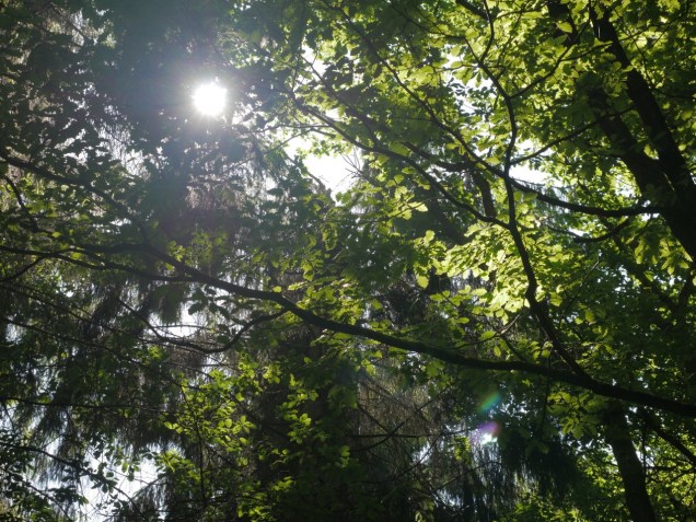 Harwatt trees - photo by H.Harwatt